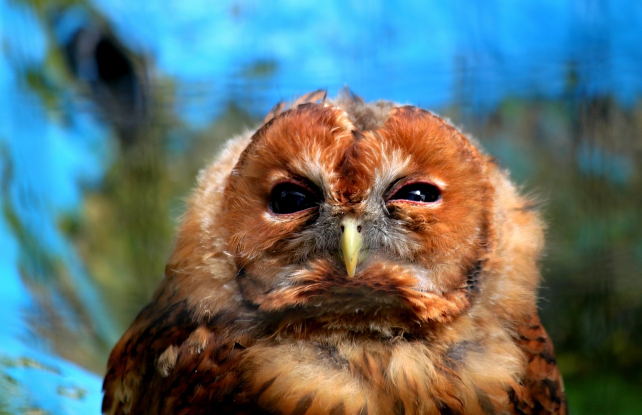 a close up of an owl looking at the camera, a portrait, hurufiyya, crying eyes closed!, vivid colors!, mid shot photo