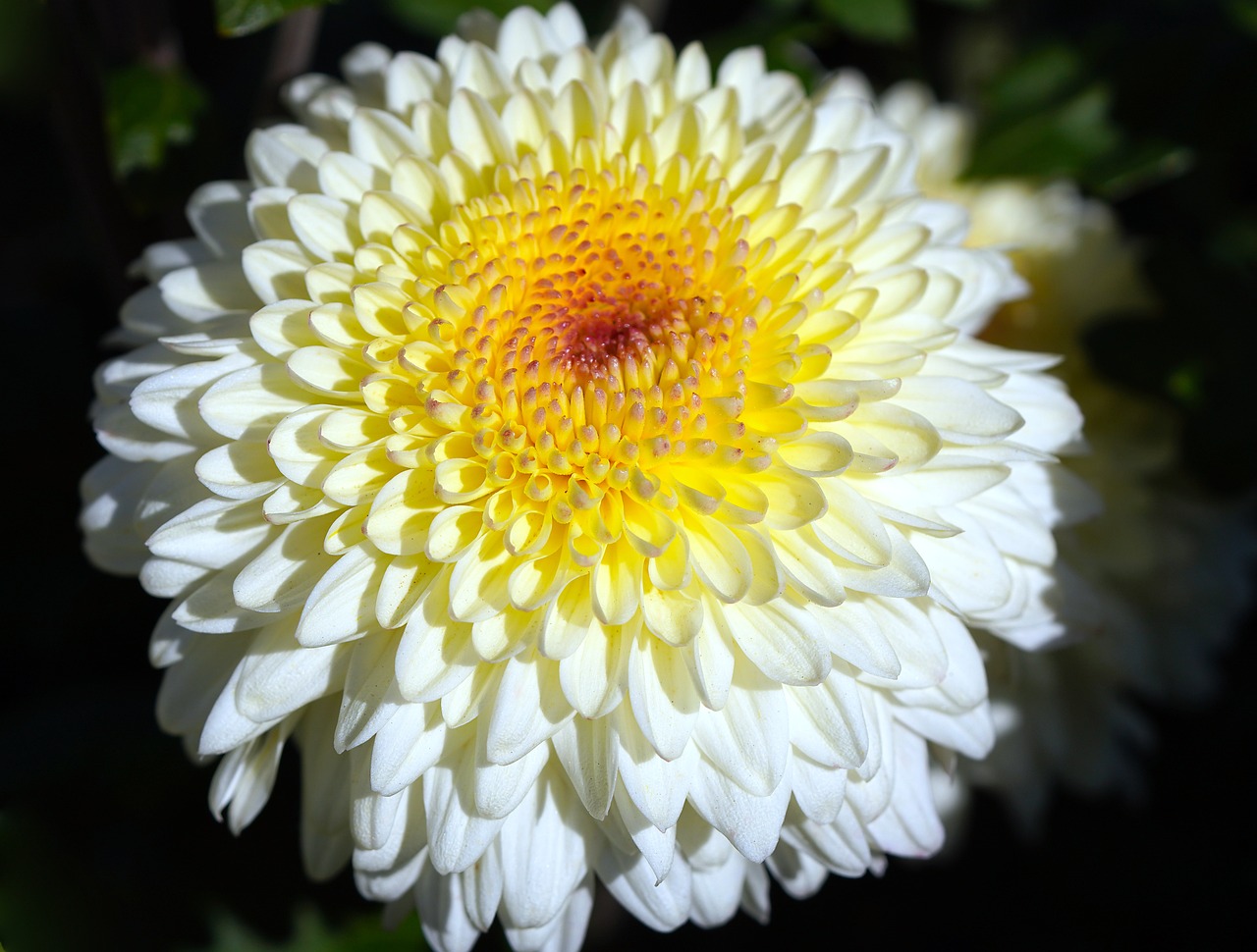 a close up of a yellow and white flower, chrysanthemum eos-1d, intense albino, white male, high quality product image”