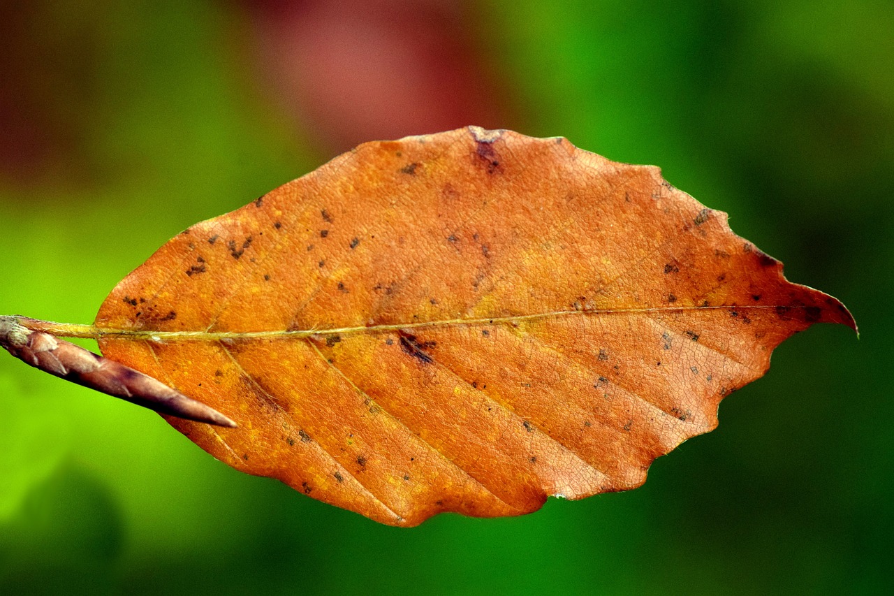 a close up of a leaf on a twig, by Jan Rustem, pexels, ocher, closeup 4k, detailed - i, wallpaper - 1 0 2 4