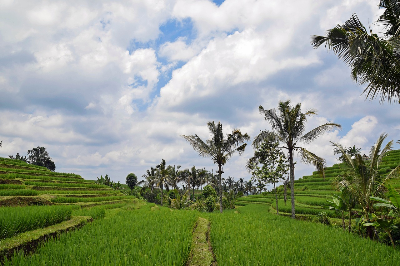 a lush green rice field with palm trees, ceremonial clouds, green terrace, the photo was taken from afar, view up