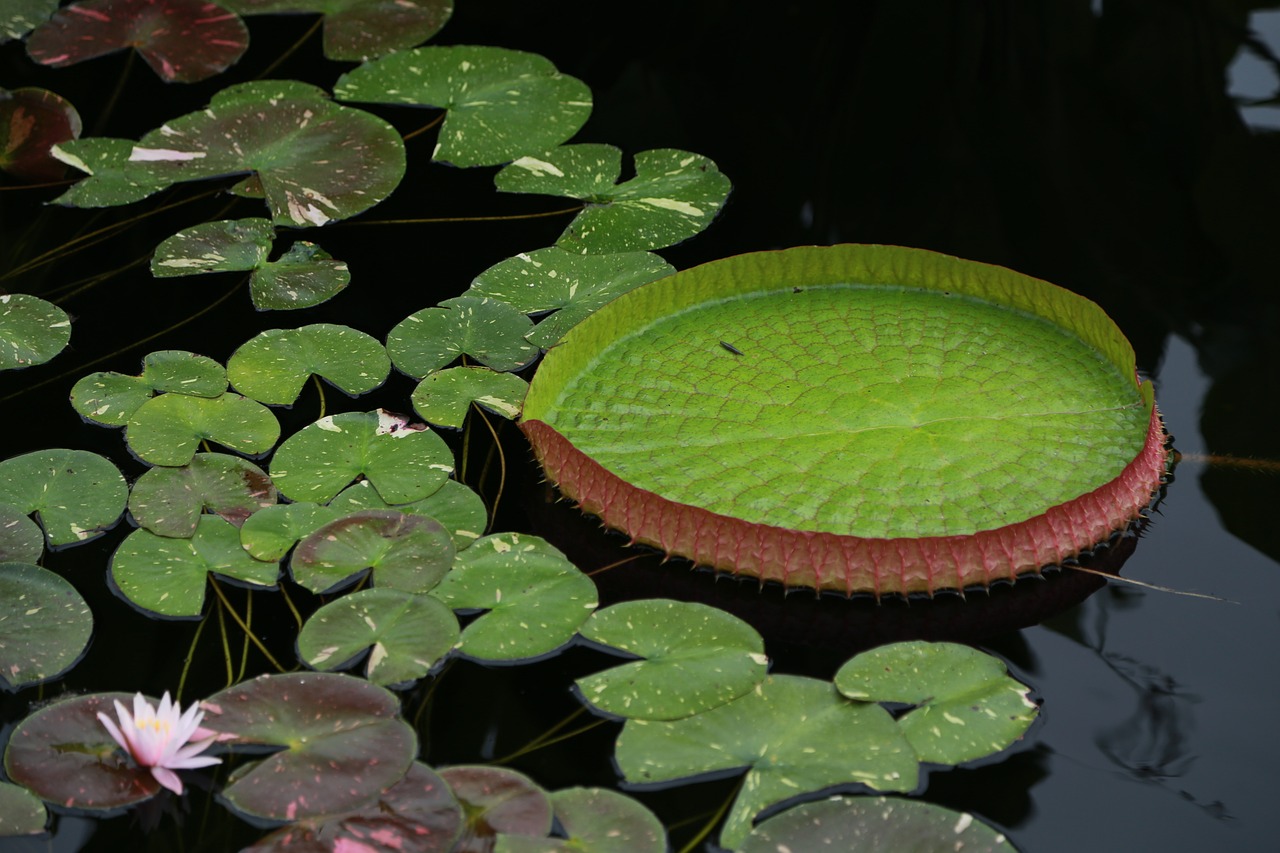 a green bowl sitting on top of a pond filled with water lilies, by Susan Heidi, hurufiyya, snap traps of dionaea muscipula, botanic garden, fibonacci, photograph credit: ap