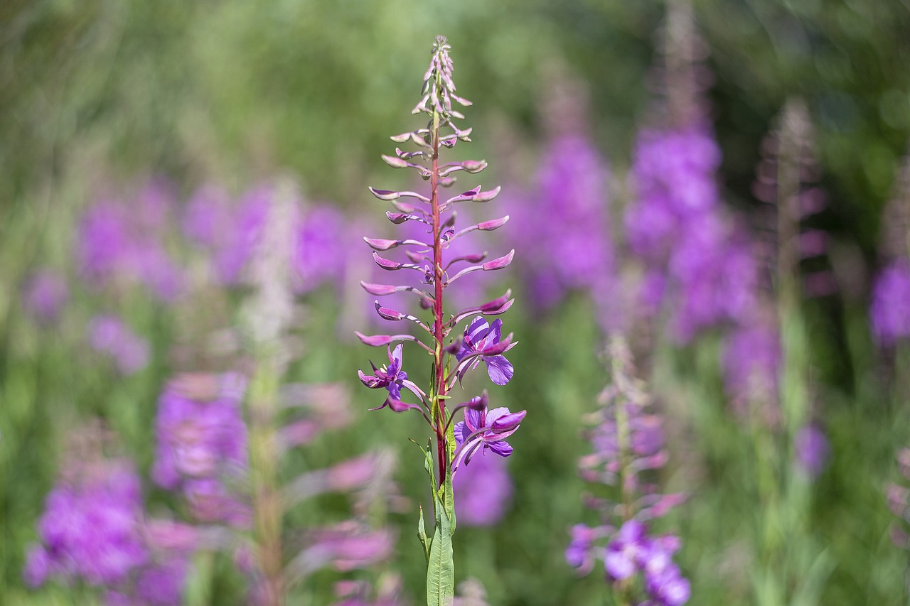 a close up of a purple flower in a field, rasquache, acanthus, 8 0 mm photo