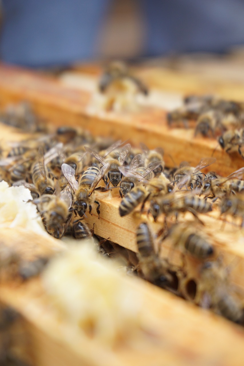 a bunch of bees that are on a piece of wood, a portrait, shutterstock, shallow depth of fielf, on a wooden tray, high res photo