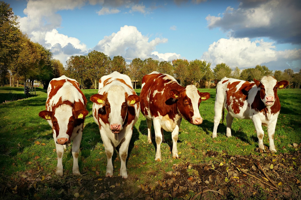 a group of cows standing on top of a lush green field, a picture, by Jan Tengnagel, pexels, precisionism, red velvet, white with chocolate brown spots, looking defiantly at the camera, shaded