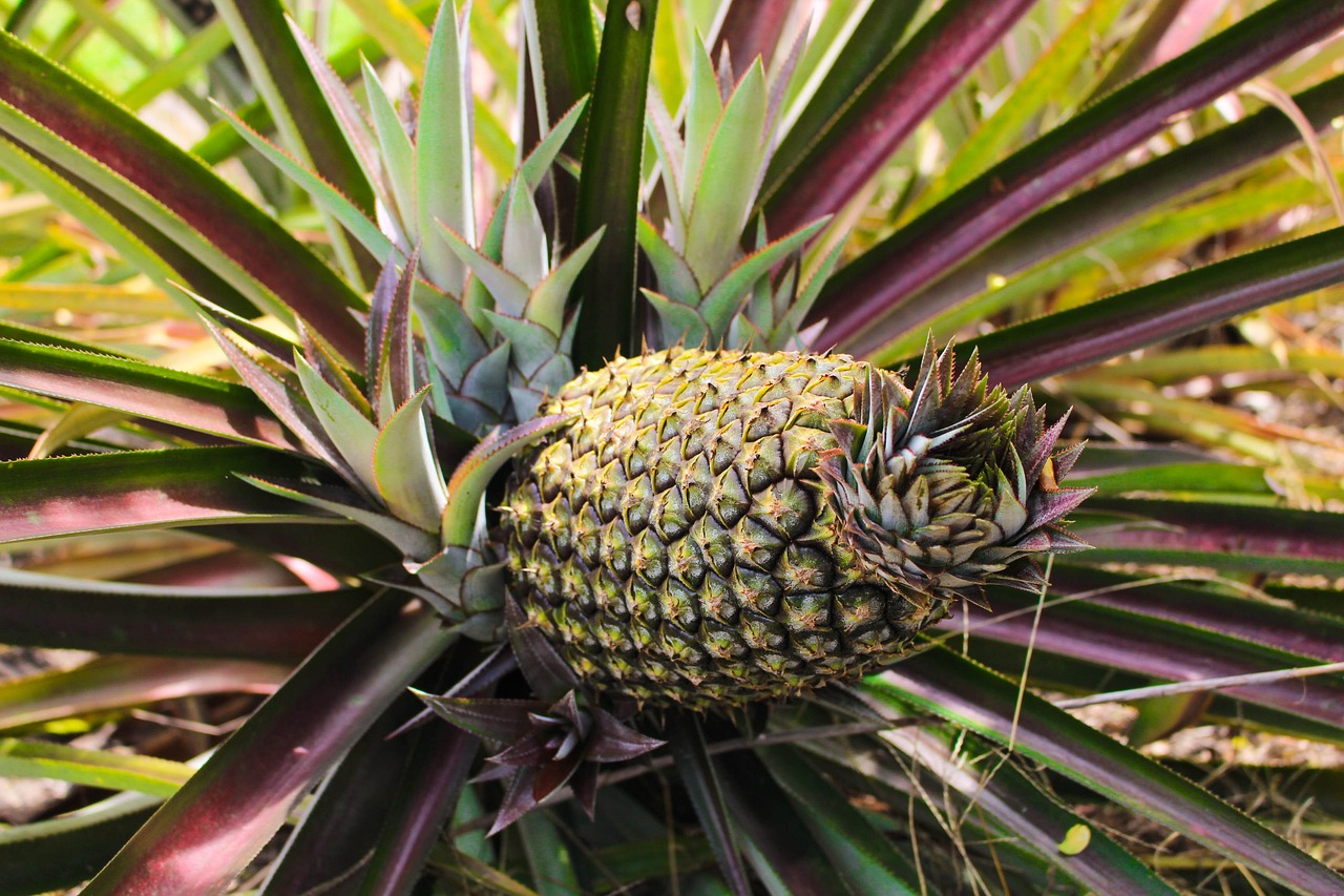 a close up of a pineapple on a tree, a portrait, hurufiyya, very sharp photo