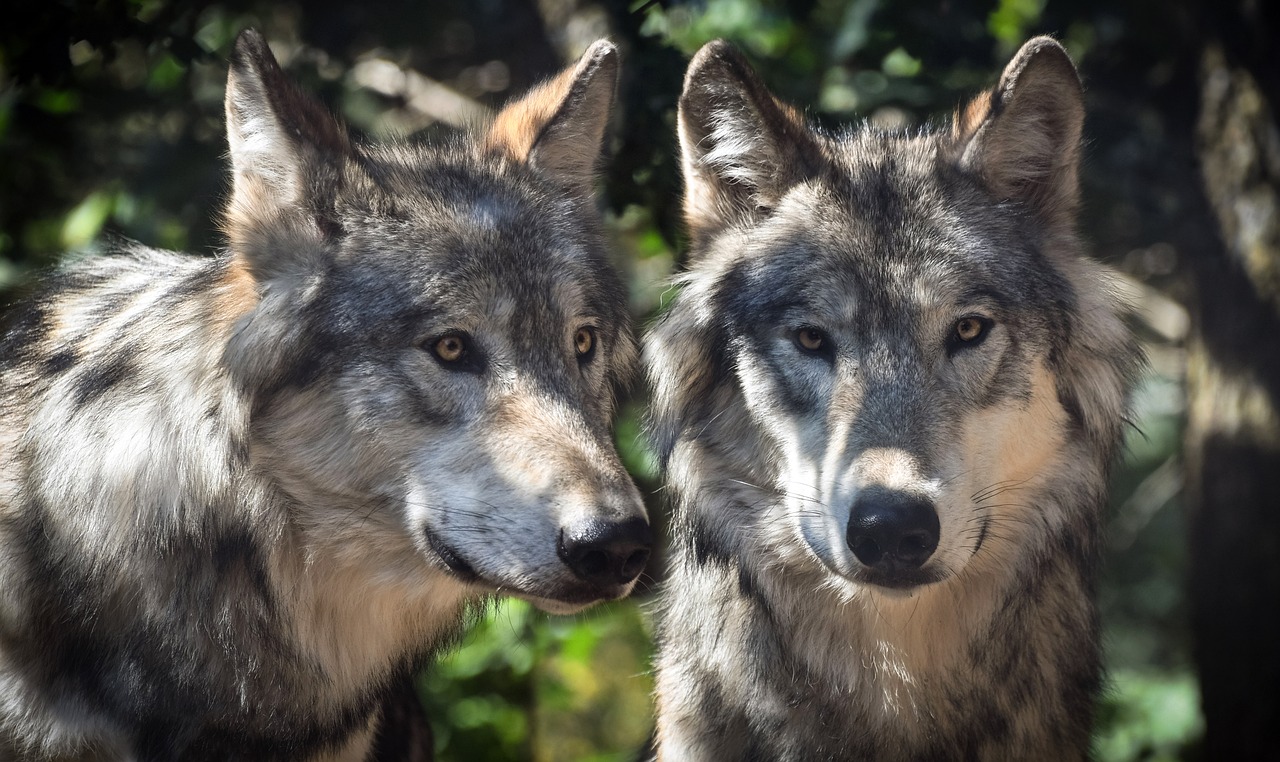two gray wolfs standing next to each other, a portrait, by Matija Jama, shutterstock, 4 k post, group photo, with a white muzzle, shaded