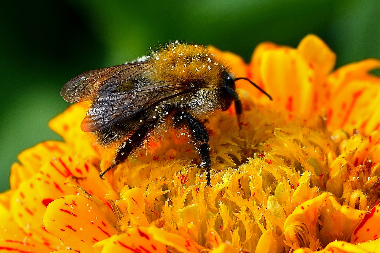 a bee sitting on top of a yellow flower, a macro photograph, by Hans Schwarz, shutterstock, hairy orange body, bubbles ”, various posed, sparkling in the sunlight