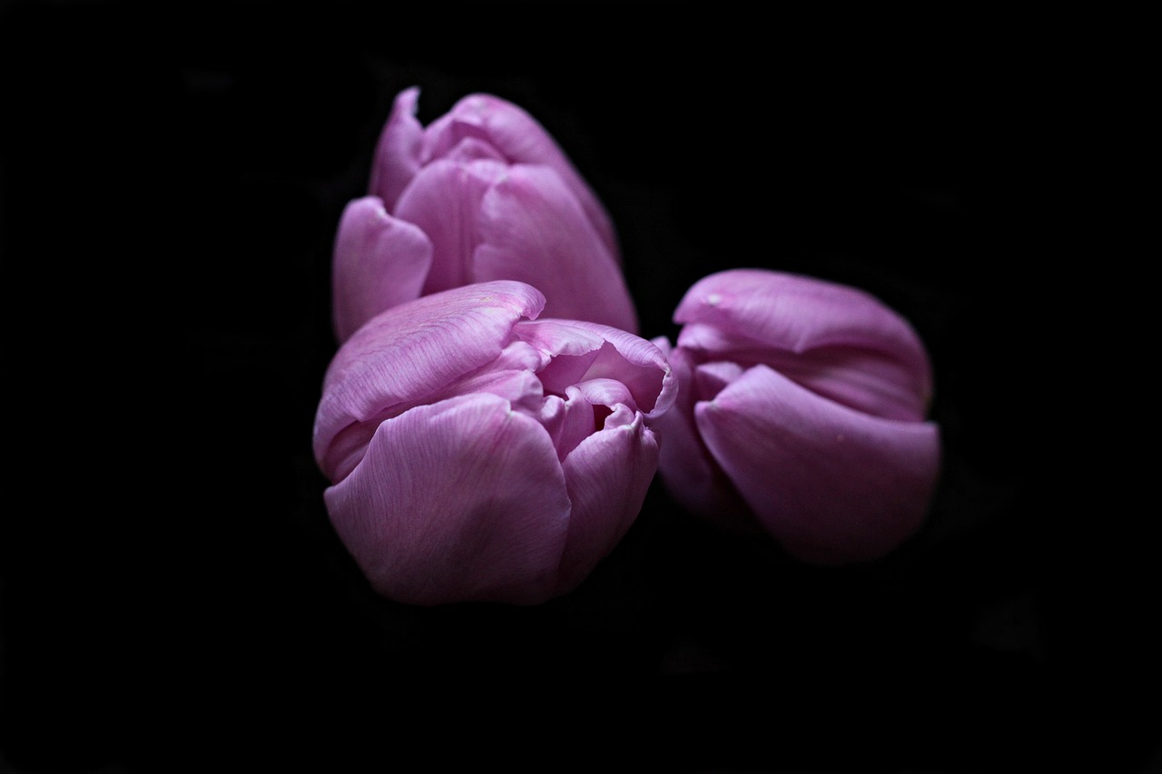 two purple tulips on a black background, a pastel, by Emanuel de Witte, flickr, romanticism, smooth pink skin, trio, in front of a black background, nice composition