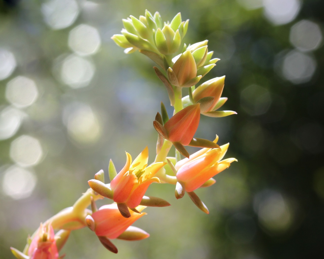 a close up of a flower with a blurry background, by Gwen Barnard, hurufiyya, cactus and flowers, often described as flame-like, flower buds, beautiful backlight