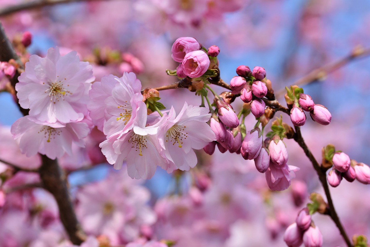 a close up of some pink flowers on a tree, by Shiba Kōkan, trending on pixabay, 🎀 🗡 🍓 🧚, 3 are spring, background image, with fruit trees