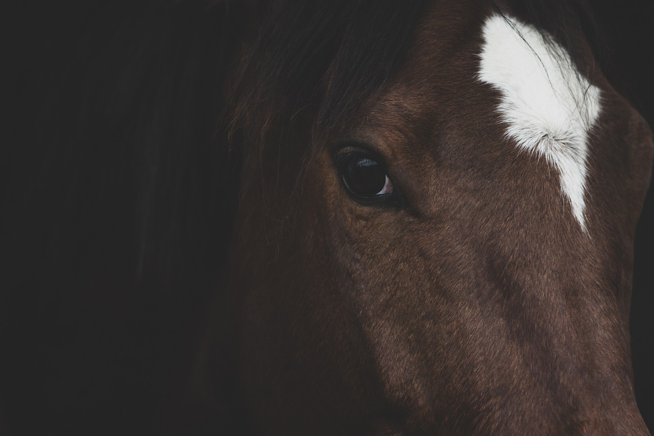 a brown horse with a white spot on it's forehead, pexels contest winner, dark, closeup 4k, {perfect eyes}, unsplash 4k