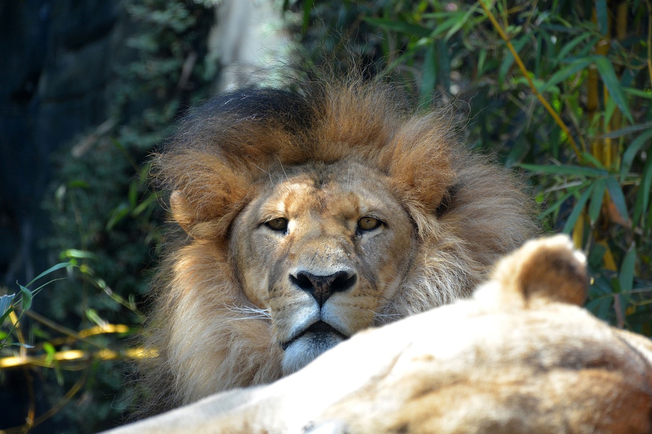 a close up of a lion near a tree, a portrait, flickr, figuration libre, a handsome, long chin, resting on his throne, with a white muzzle