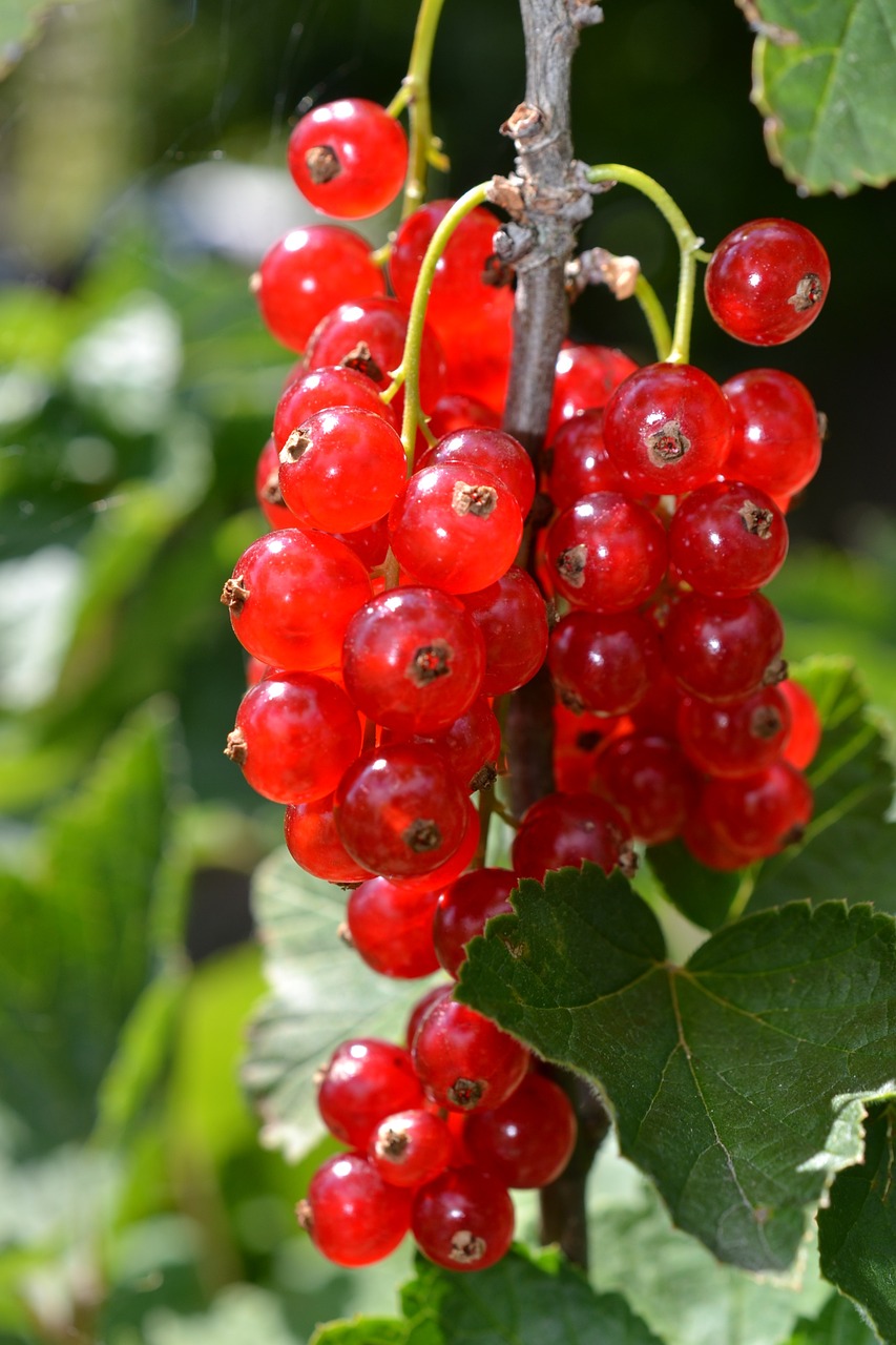 a bunch of red berries hanging from a tree, by Karl Völker, shutterstock, hurufiyya, garden with fruits on trees, nordic summer, closeup - view, transparent background