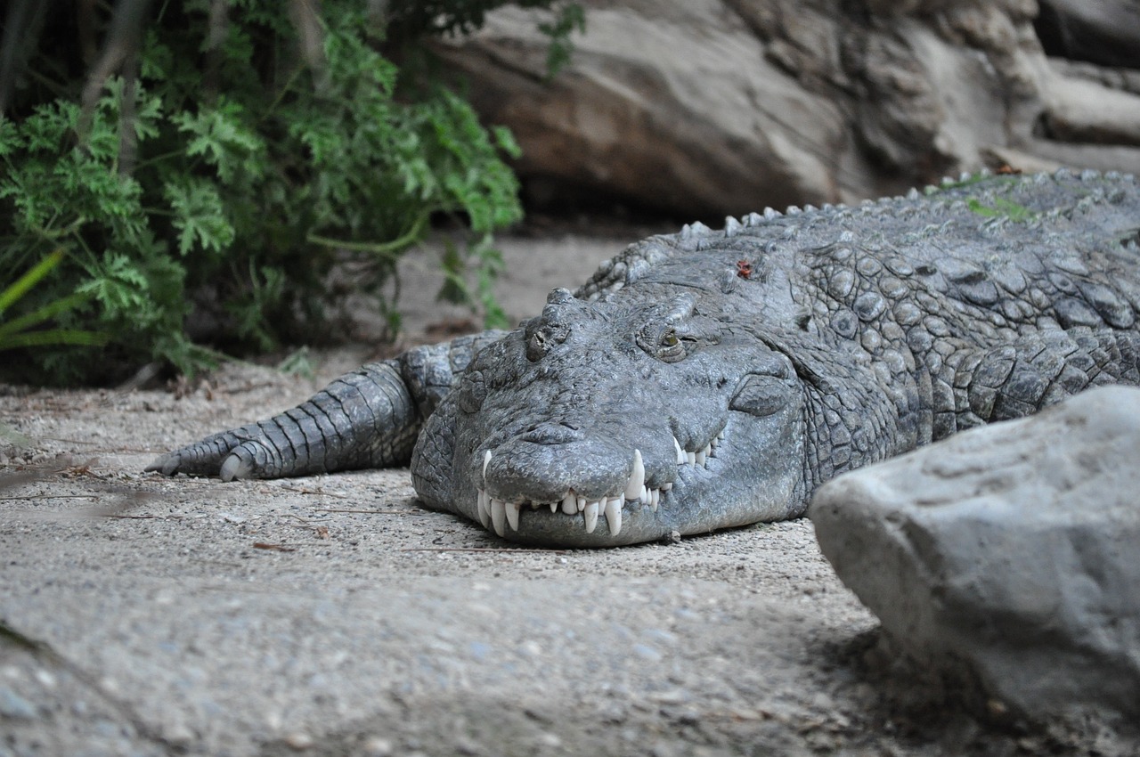 a large alligator laying on top of a sandy ground, a picture, by Emanuel Schongut, pixabay, hurufiyya, in the zoo exhibit, with a white muzzle, sleepers, chilling 4 k