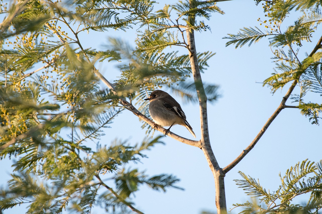 a bird sitting on top of a tree branch, flickr, egypt, high res photo, wide shot photo, f / 1. 9 6. 8 1 mm iso 4 0