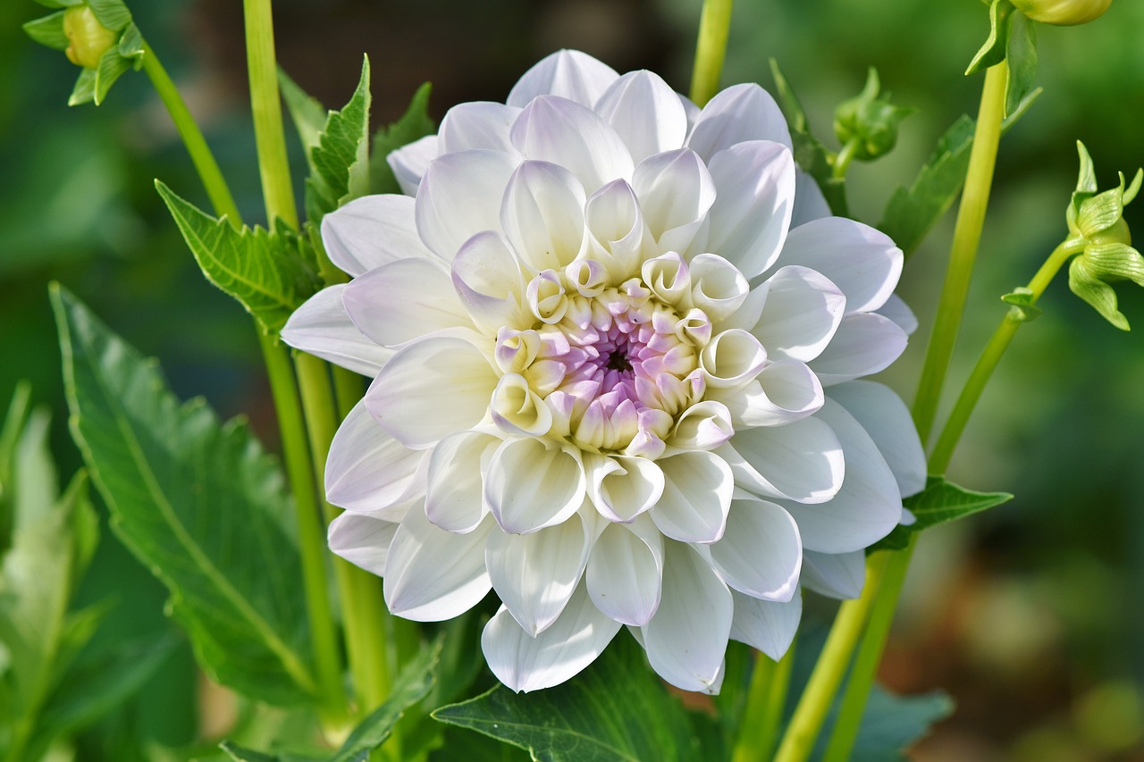 a close up of a white flower with green leaves, by Charles Billich, shutterstock, giant purple dahlia flower head, beautiful flower, stock photo