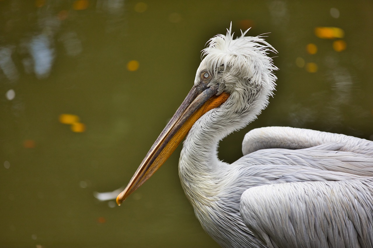 a close up of a bird near a body of water, a portrait, by Istvan Banyai, shutterstock contest winner, portrait of a bugs bunny, big beak, taken with my nikon d 3, white hairs