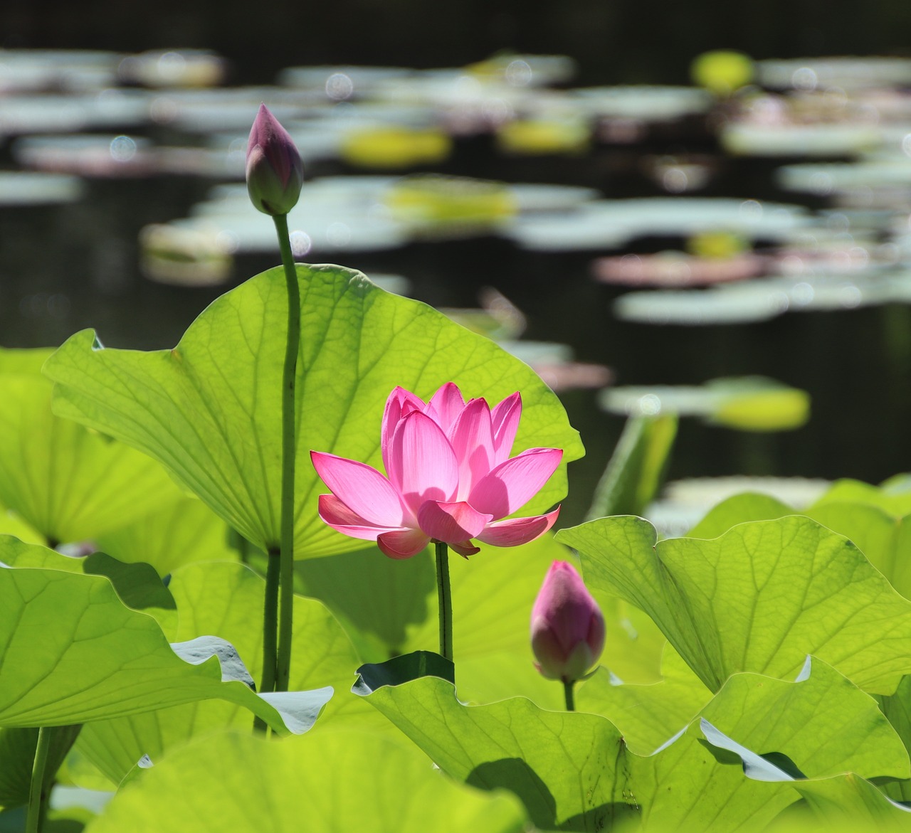 a pink flower sitting on top of a lush green field, by Shen Che-Tsai, green lily pads, mid shot photo