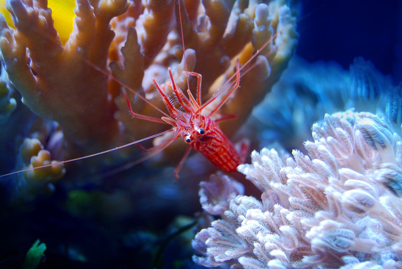 a red shrimp sitting on top of a coral, flickr, rasquache, underwater world, sharp detailed claws, tourist photo