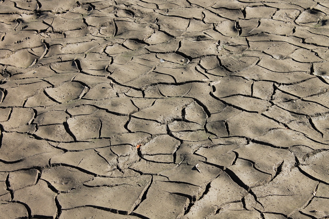 a close up of a dirt field with trees in the background, a photo, by Viktor de Jeney, shutterstock, cracked dry lake bed, water texture, shade, molten