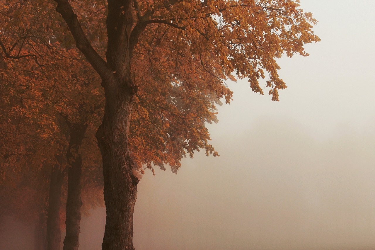 a bench sitting next to a tree on a foggy day, a picture, by Béla Nagy Abodi, pexels, romanticism, autumn colour oak trees, beautiful iphone wallpaper, pale orange colors, illustration!