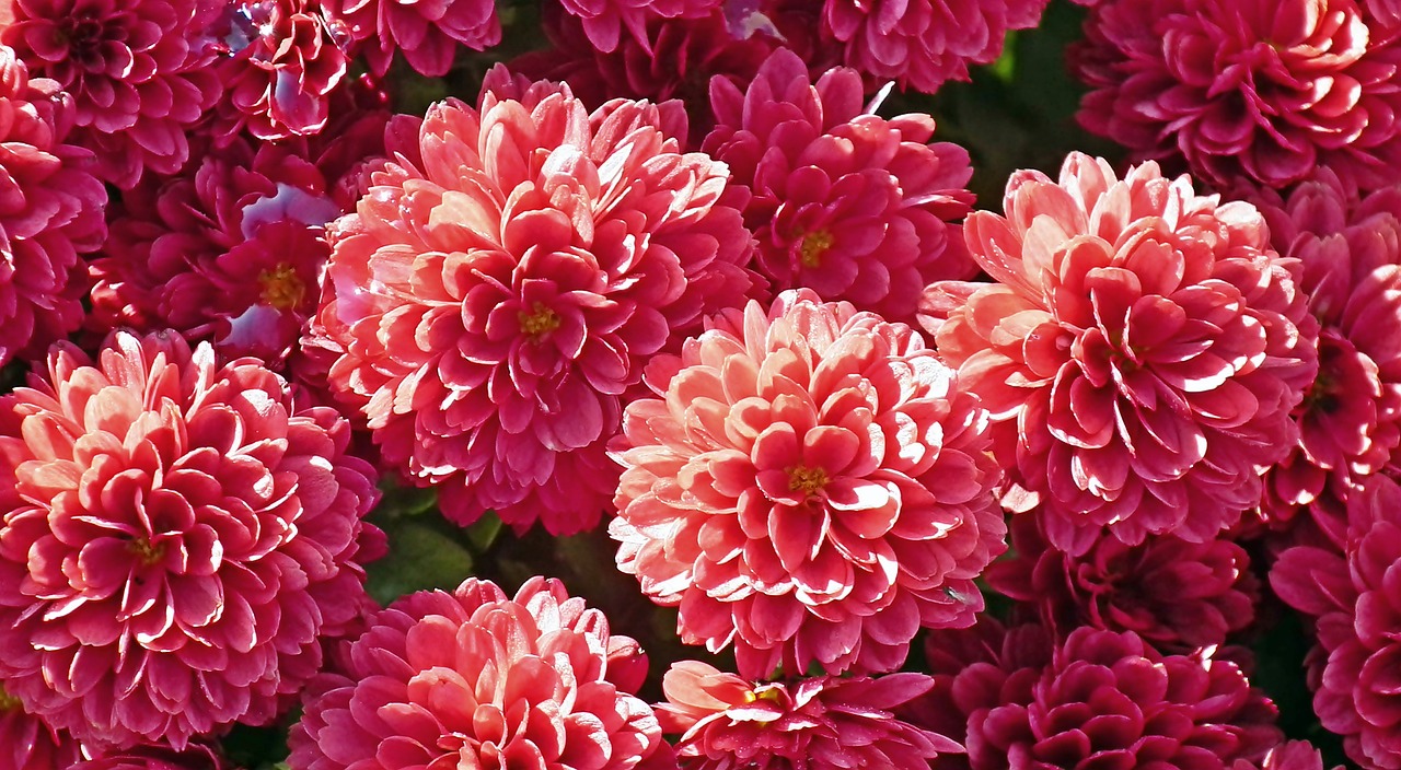 a close up of a bunch of pink flowers, by Rhea Carmi, chrysanthemums, very red colors, high quality product image”, highly ornate