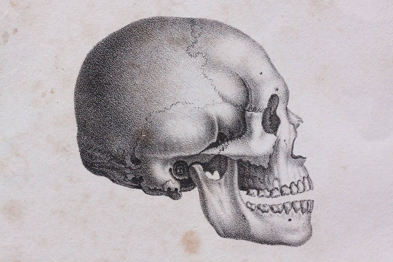 a black and white drawing of a skull, by Petrus Van der Velden, side view close up of a gaunt, straight jaw, 000, child