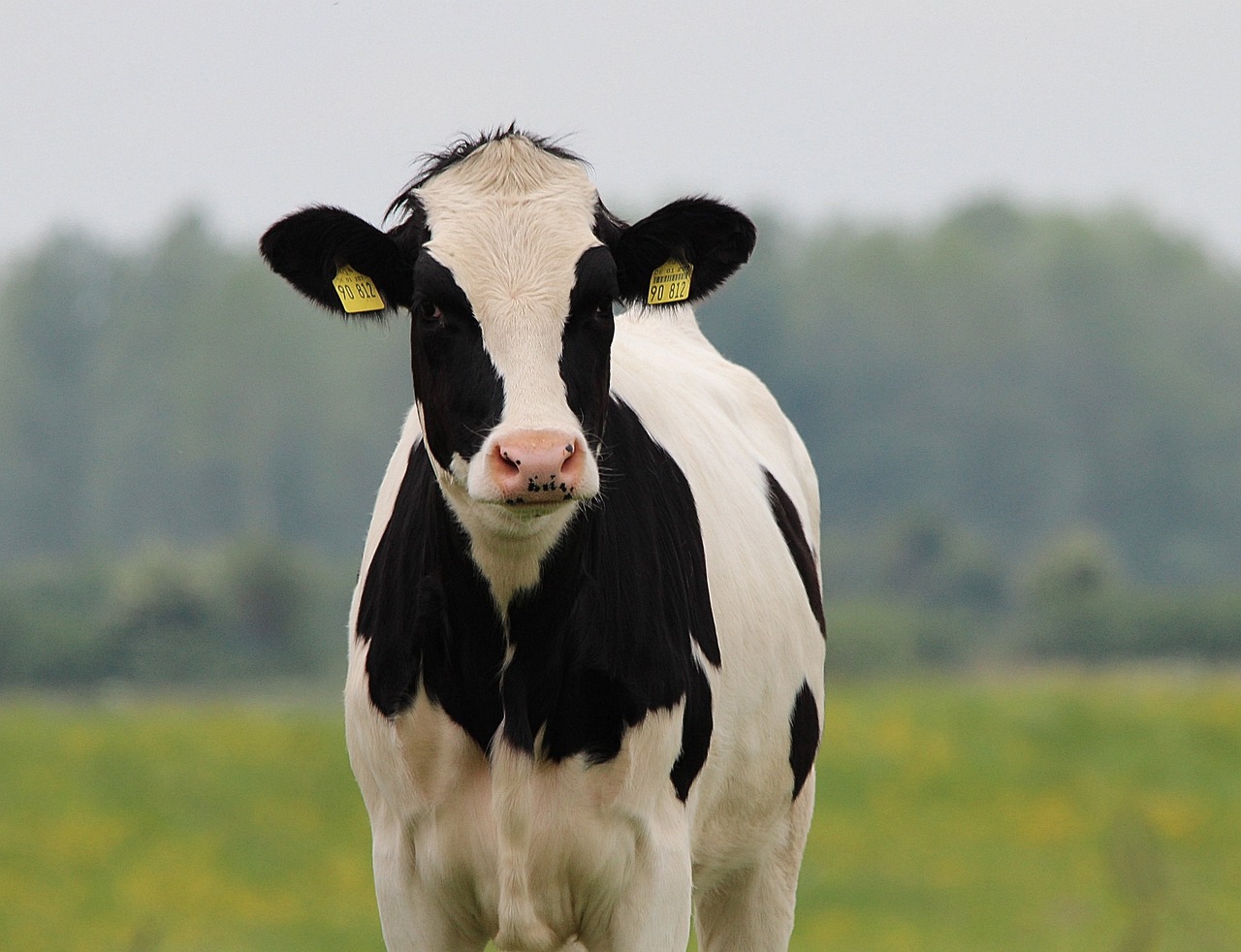 a black and white cow standing in a field, by Abraham van Beijeren, flickr, liquid gold, cutie, a super-smart, the cytoplasm”