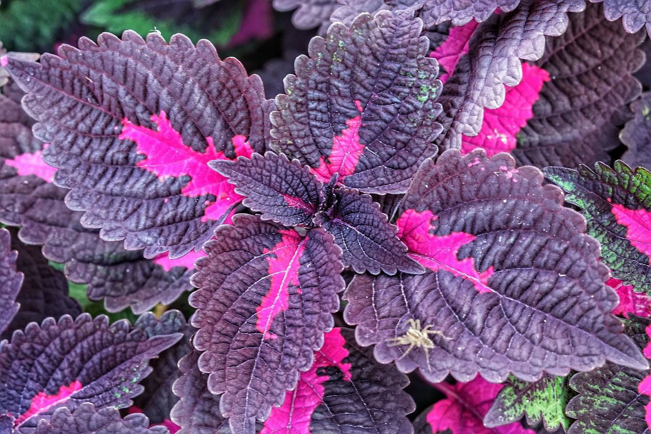 a close up of a plant with purple leaves, a photo, neon pink and black color scheme, very very well detailed image, chelicerae, high res photo