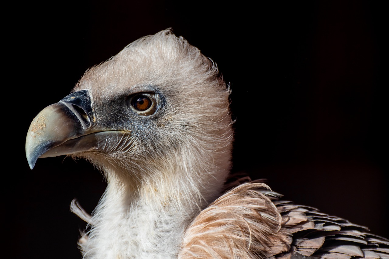 a close up of a bird of prey, a portrait, shutterstock, hurufiyya, on a dark background, museum quality photo, pale head, side view close up of a gaunt