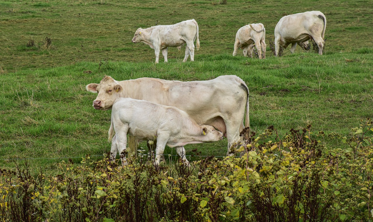 a herd of cattle standing on top of a lush green field, a portrait, by Robert Brackman, flickr, intense albino, pregnancy, eating, taken with sony alpha 9