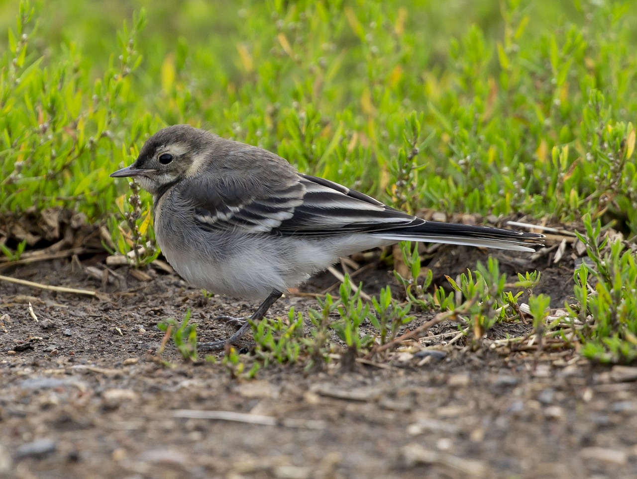 a small bird is standing in the grass, a portrait, pixabay, plein air, crouching, grey, avatar image, with a white muzzle