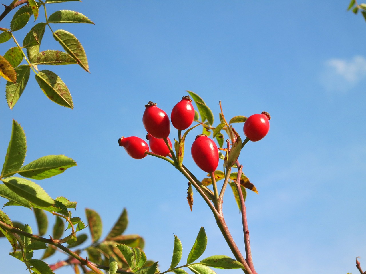 a bunch of red berries sitting on top of a tree, a photo, by Jan Rustem, shutterstock, rasquache, blue sky, rose, closeup photo, goat