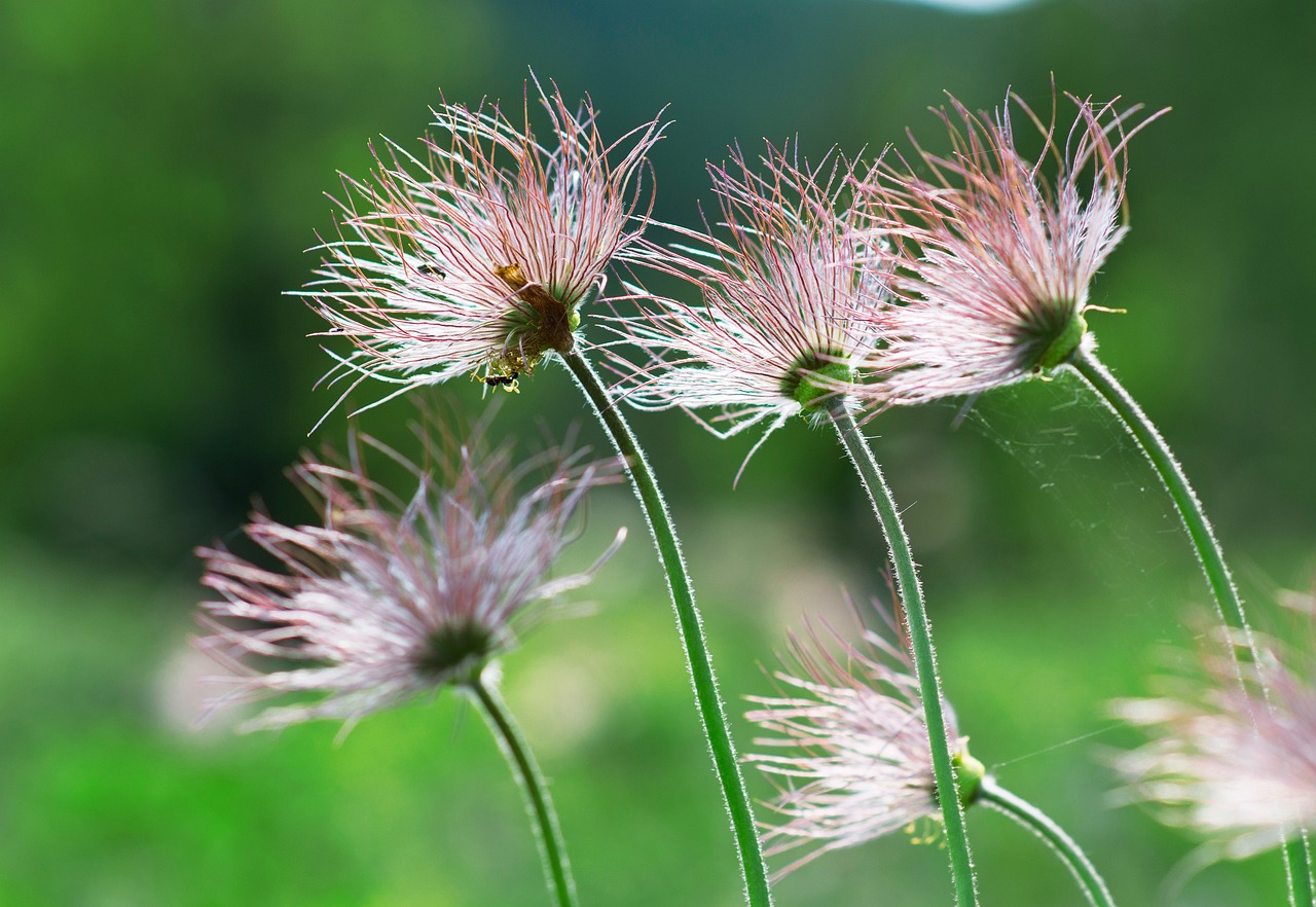 a group of pink flowers sitting on top of a lush green field, naturalism, antennae on a hestiasula head, feathery fluff, anemone, taiwan