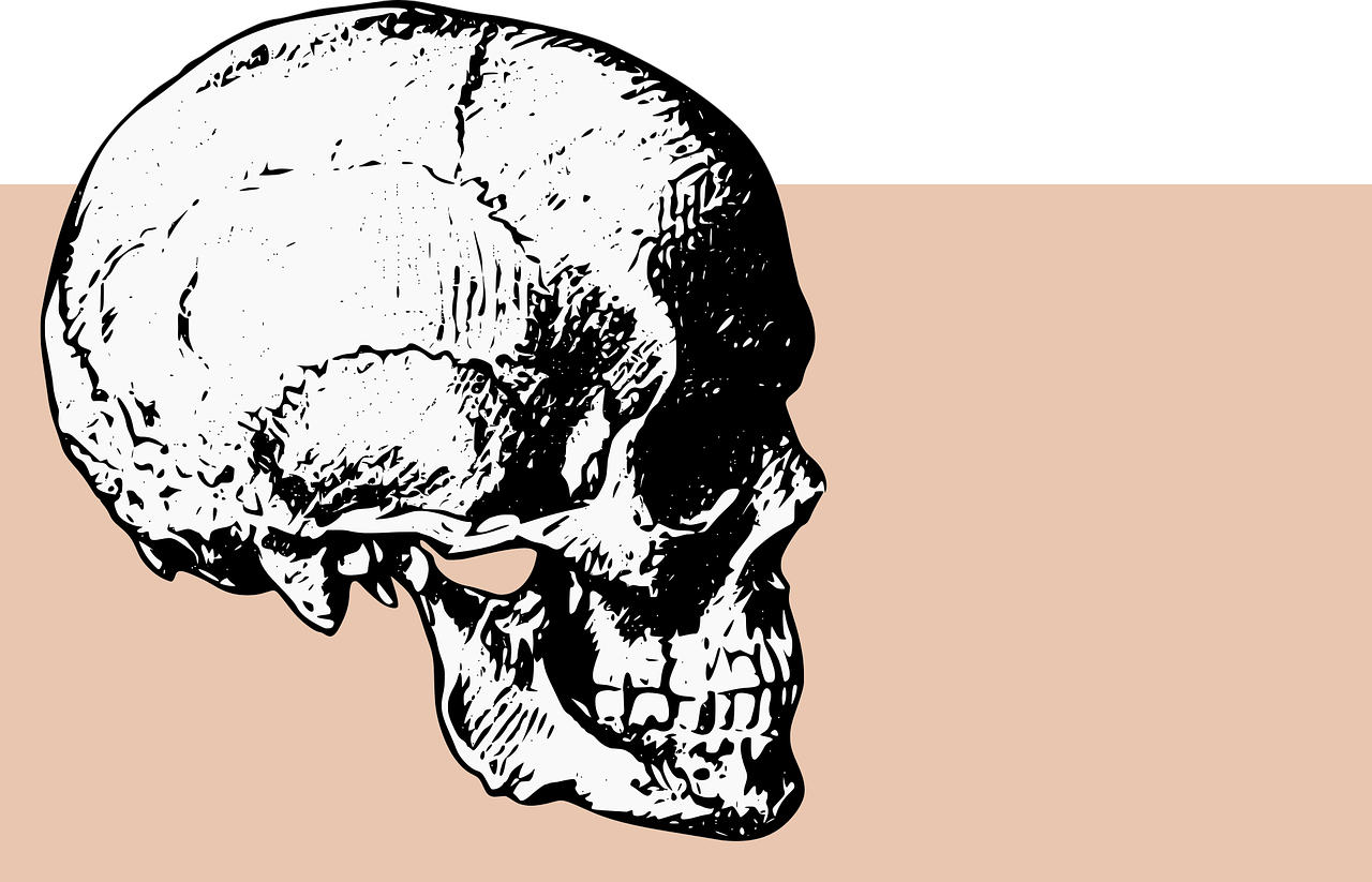 a black and white drawing of a skull, an illustration of, by Hannah Tompkins, trending on pixabay, neo-primitivism, brownish fossil, right side profile, full color digital illustration, banner