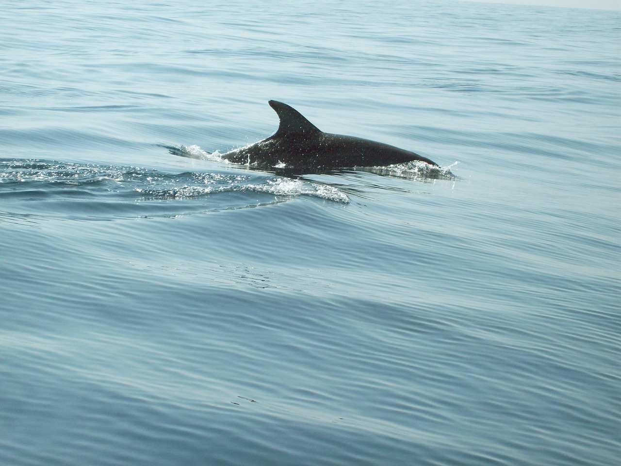 a couple of dolphins swimming on top of a body of water, flickr, the photo was taken from a boat, view from the side”, watch photo, 3 5 mm photo