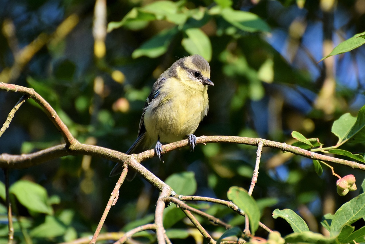 a small bird sitting on top of a tree branch, by Peter Churcher, shutterstock, immature, small blond goatee, very very well detailed image, ladies