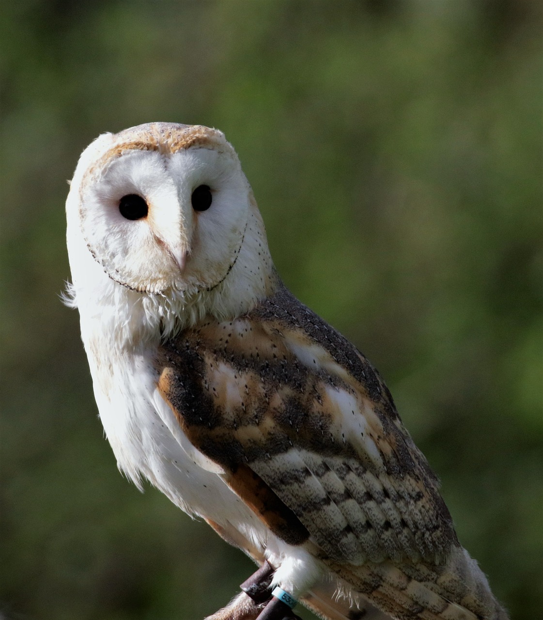 a close up of a owl perched on a branch, a portrait, barn owl mask, 7 0 mm photo, full subject shown in photo, aged 13