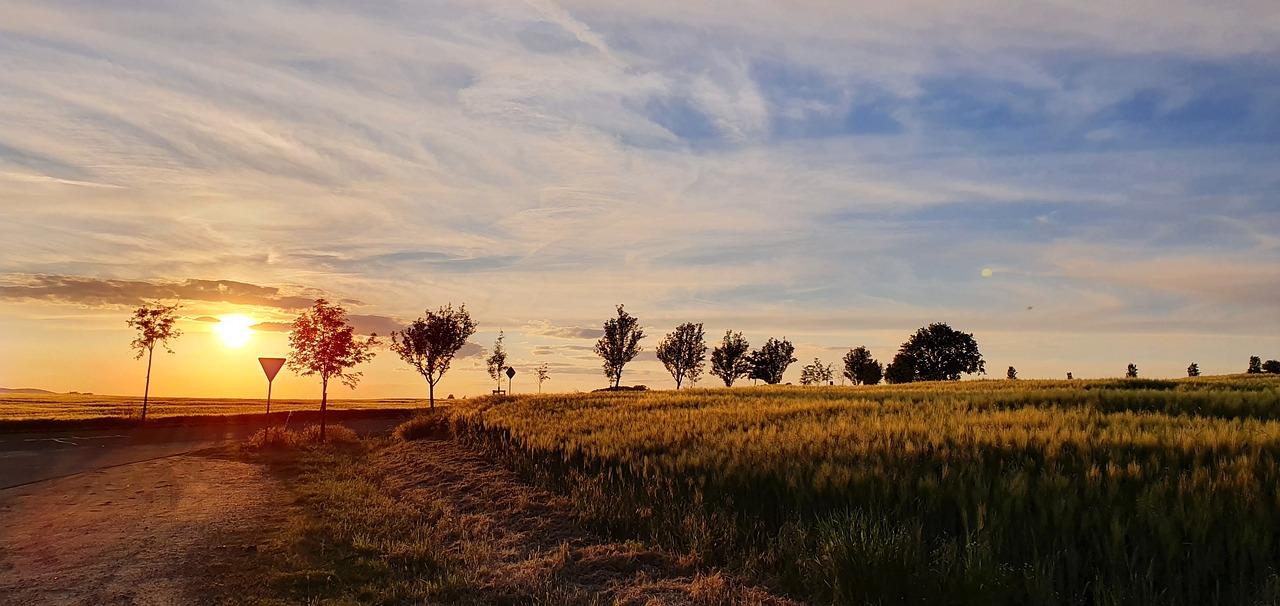 the sun is setting over a wheat field, a picture, by Karl Pümpin, lot of trees, some trees in the corner, wide-perspective, godrays at sunset