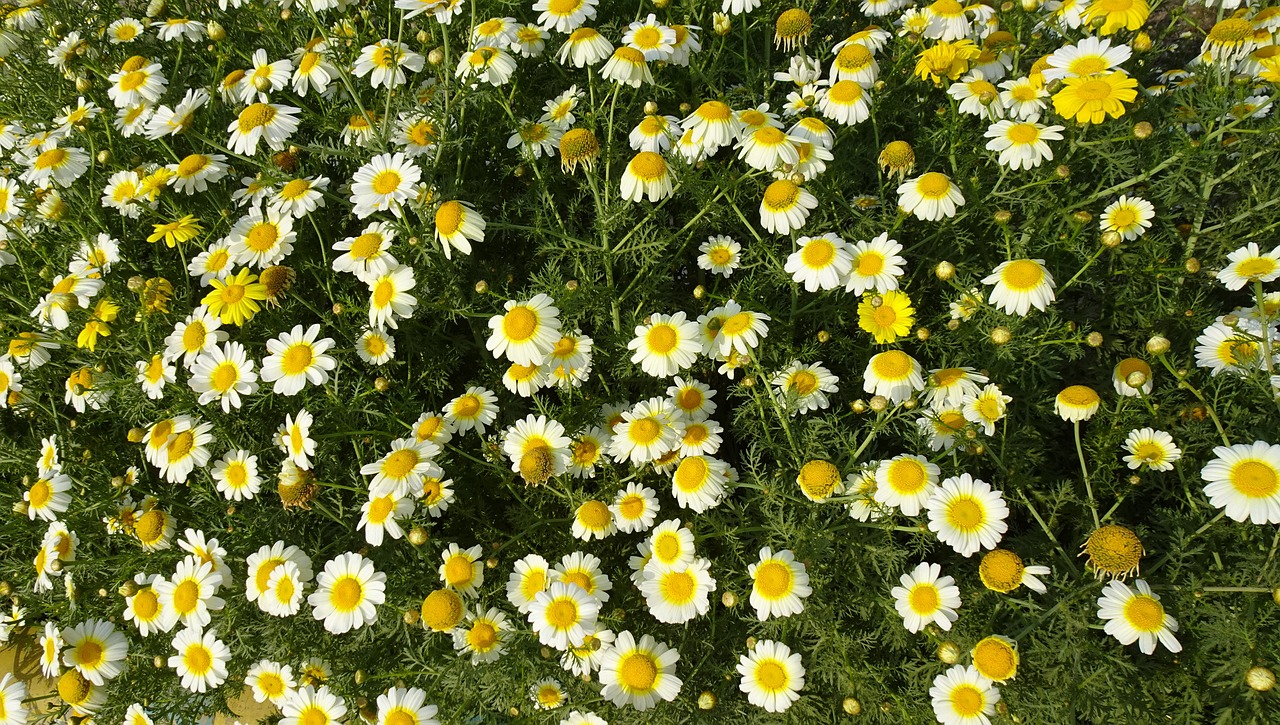 a field full of yellow and white flowers, sleek yellow eyes, 'groovy', chamomile, subtle detailing
