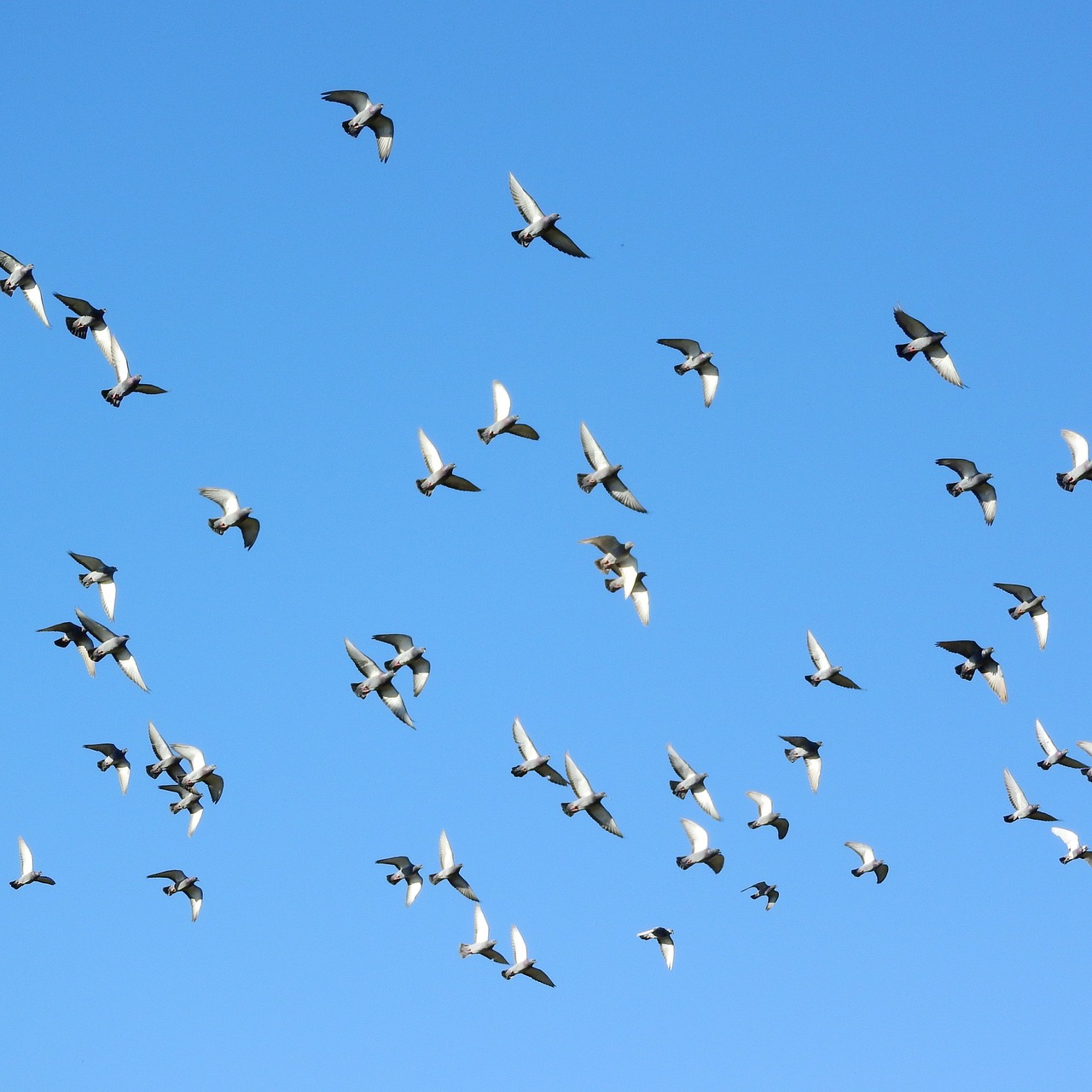 a flock of birds flying through a blue sky, a photo, by Alison Watt, shutterstock, pigeon, high-contrast, stock photo