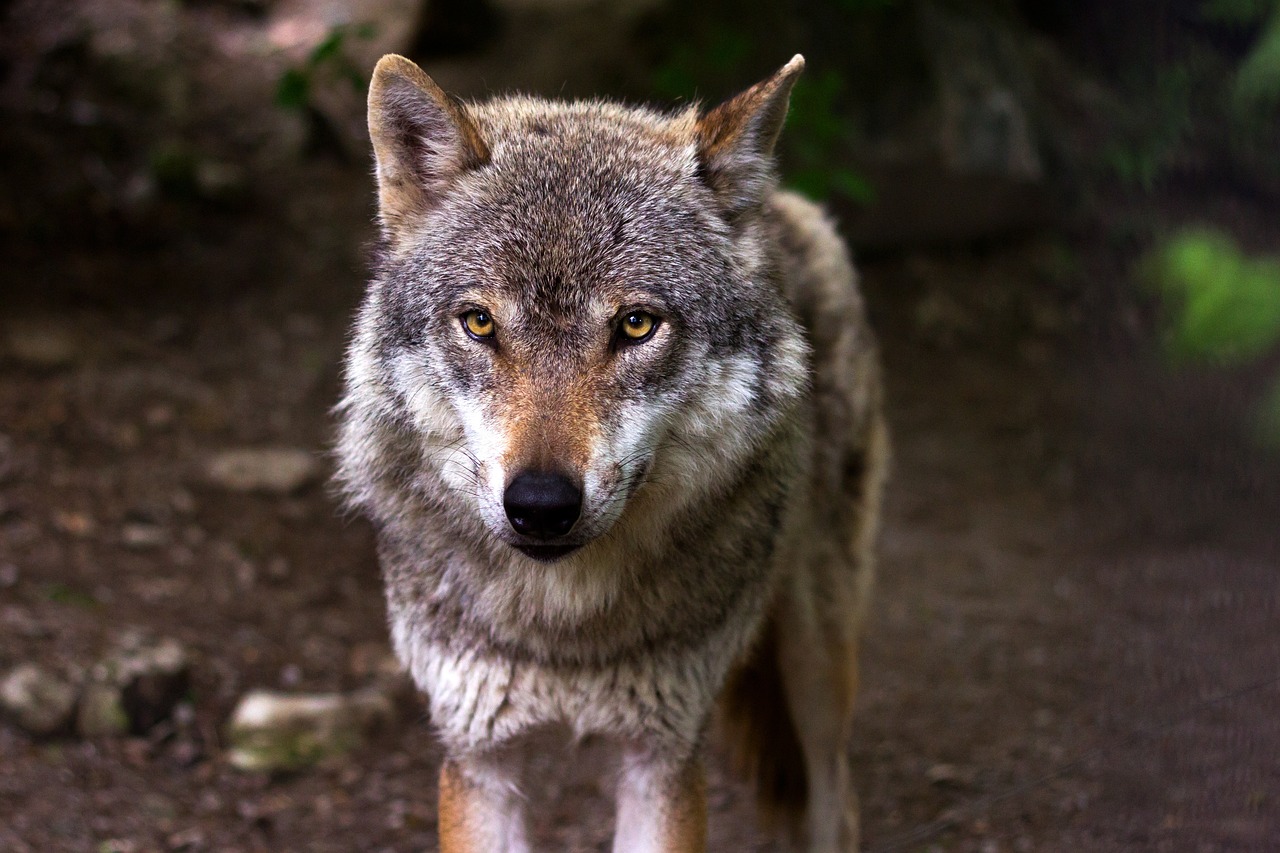 a close up of a wolf walking on a trail, a picture, by Caspar Wolf, shutterstock, staring directly at camera, aaaaaaaaaaaaaaaaaaaaaa, very very well detailed image, alabama