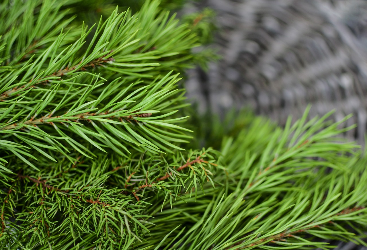 a close up of a bunch of pine branches, a picture, by Stefan Gierowski, shutterstock, fine art, still life photo of a backdrop, close-up product photo, stock photo