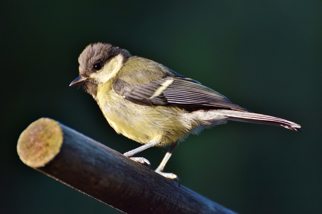 a small bird sitting on top of a wooden stick, a picture, by Dietmar Damerau, shutterstock, immature, greenish tinge, modern very sharp photo