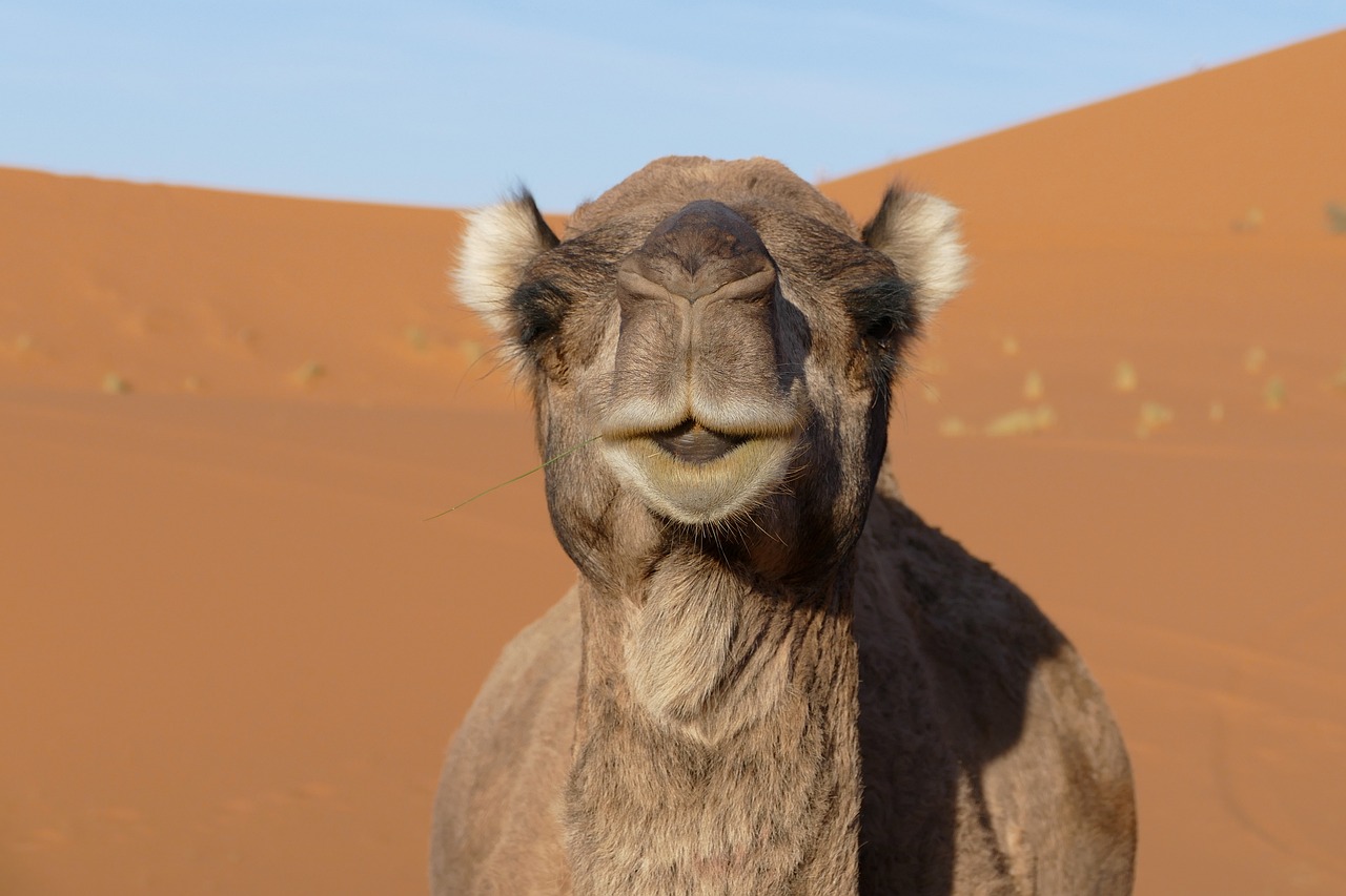 a close up of a camel in the desert, a picture, by Dietmar Damerau, shutterstock, silly face, moroccan, stock photo