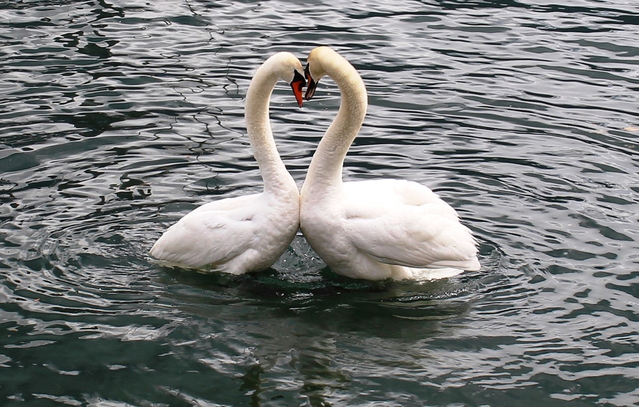 two swans making a heart shape in the water, flickr, paris 2010, very handsome, from wheaton illinois, swashbuckling and romantic