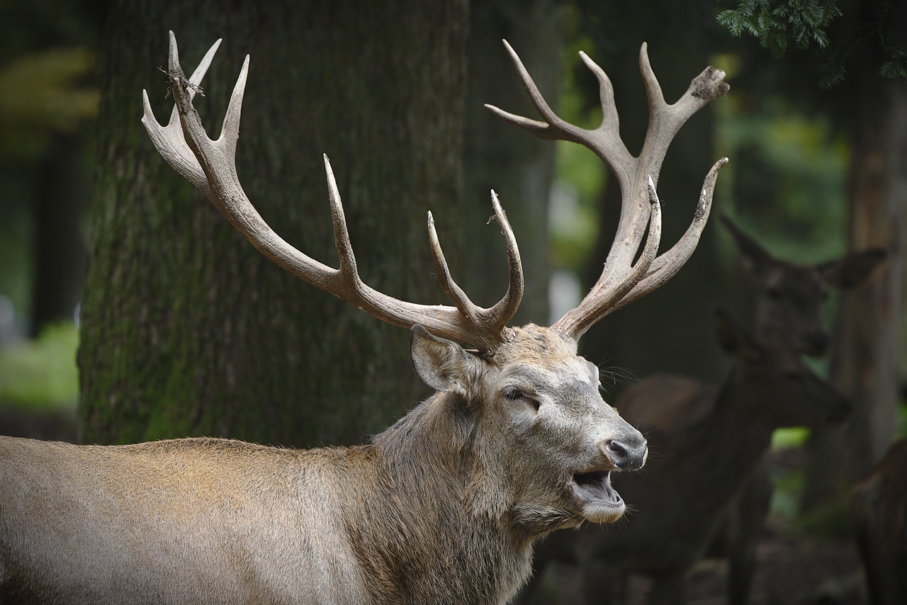 a close up of a deer in a forest, baroque, shouting, whitehorns, rack, beefy