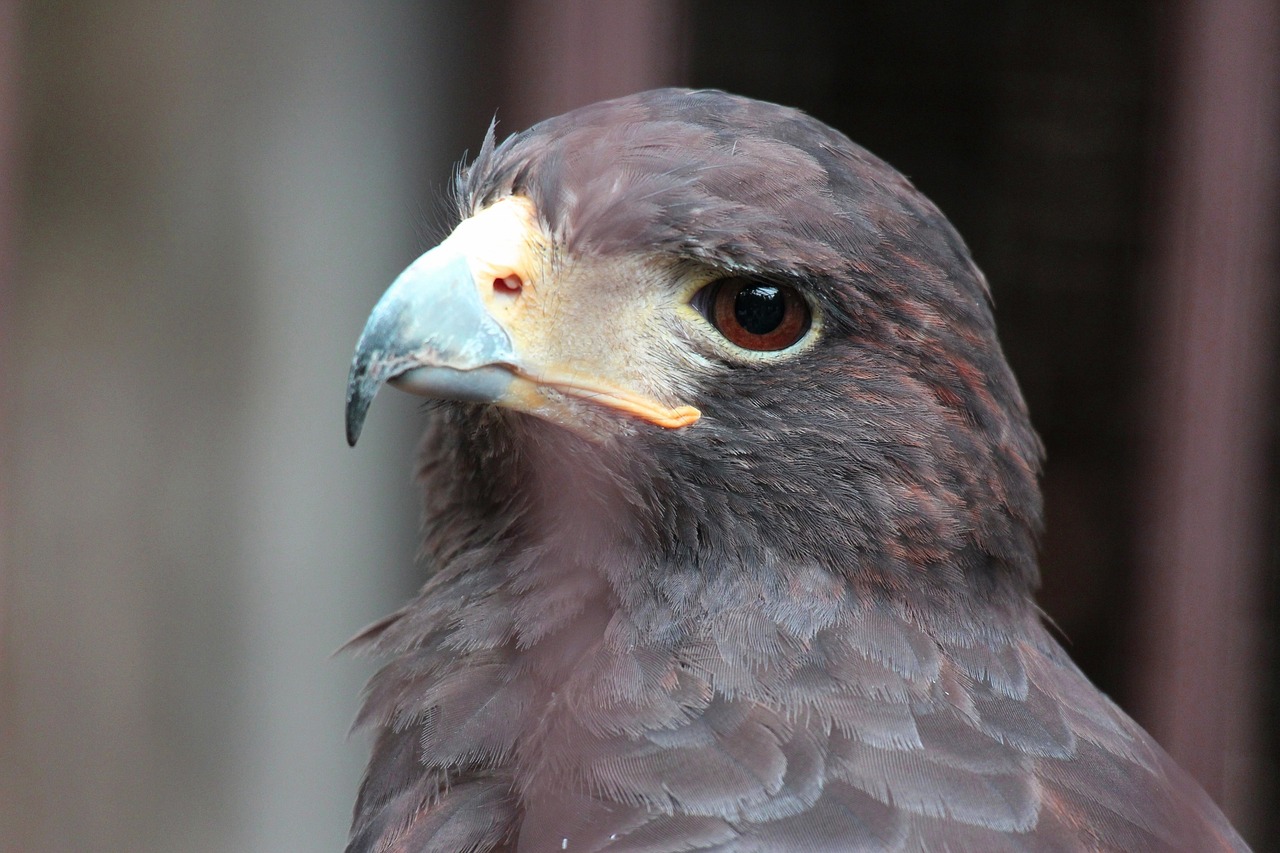 a close up of a bird of prey, hurufiyya, portait photo