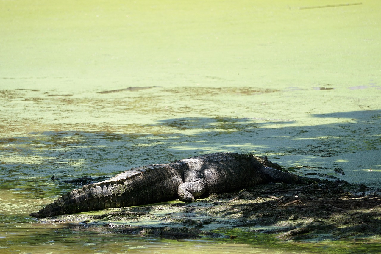 a large alligator laying on top of a rock in a body of water, by Tom Carapic, hurufiyya, hot day, asleep, bayou, f / 1