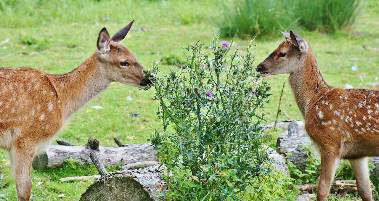 a couple of deer standing on top of a lush green field, a picture, by Jan Henryk Rosen, pixabay, fine art, in a cottagecore flower garden, eating, hiding behind obstacles, with soft bushes